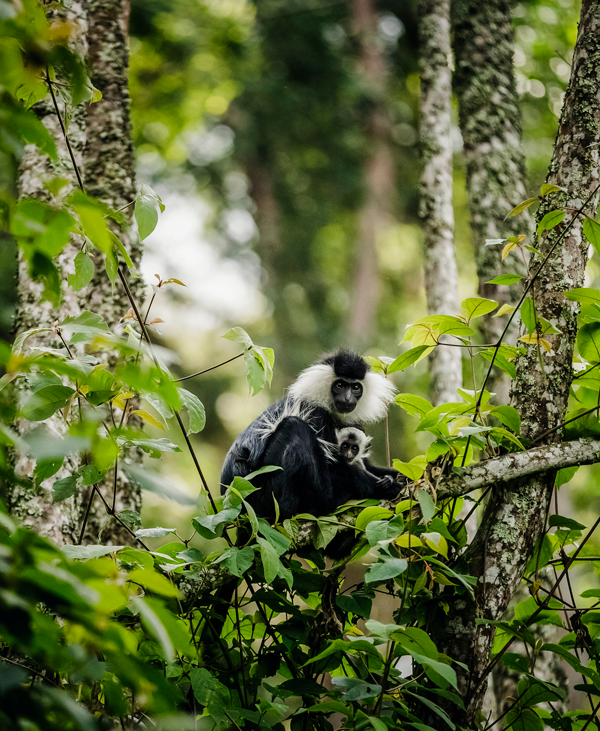 Activities Colobus Monkey Trek