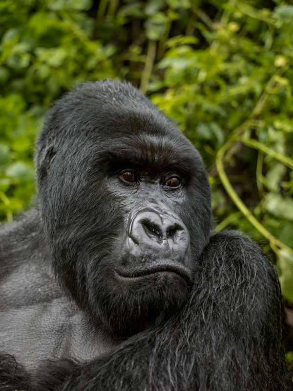 Gorilla's Nest Wildlife