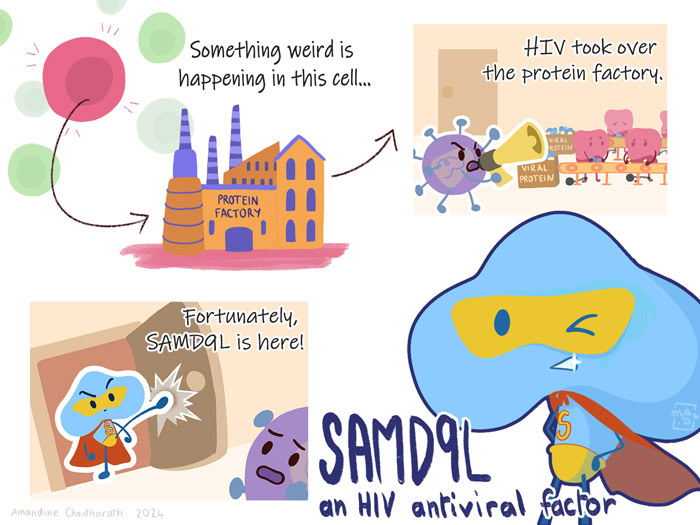 Illustration of the SAMD9L cell protein's role in restricting HIV growth (Credit: Amandine Chantharath)